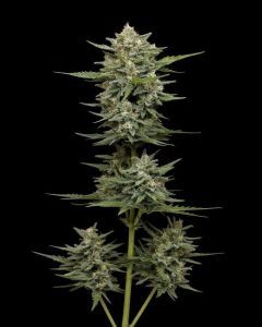 Vanilla Latte Auto