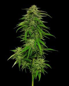 Mango Sherbert Feminisiert