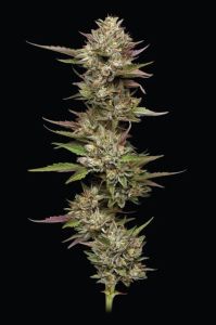 Humboldt Seeds Moon Fog Feminisierte Hanfsamen Cannabisblüten