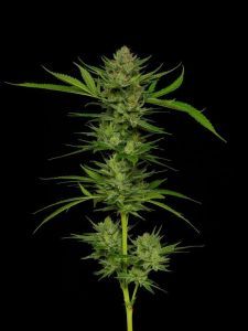 Slightly Stoopid Fruits Feminisiert