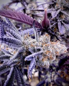 Crystal Cookies V2 Feminisiert