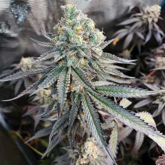 In House Genetics Jellysickle Feminisierte Hanfsamen Blüte
