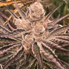 In House Genetics Platinum Purple Candy Feminisierte Hanfsamen Blüte