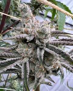 In House Genetics Platinum Valley Feminisierte Hanfsamen Blüte