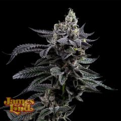 James Loud Genetics Feel The Rainbow Femnisierte Hanfsamen Blüte