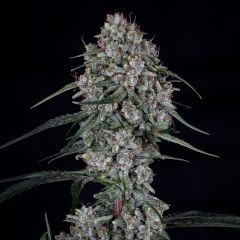 Mephisto Genetics Skywalker Automatic Hanfsamen