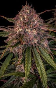 Mephisto Genetics Sour Crinkle Automatic Hanfsamen