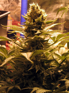 Mr Nice g13 widow Reguläre Hanfsamen