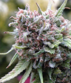 Mr Nice The Cure Reguläre Hanfsamen