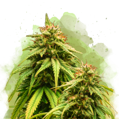 Amnesia Haze Auto