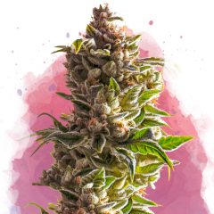 Nirvana Seeds Aurora Indica Feminisierte Hanfsamen
