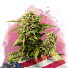 Nirvana Seeds Original Glue Feminisierte Hanfsamen