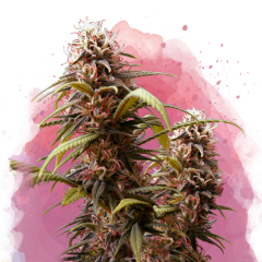 Wonder Woman Feminisiert