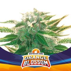 Orange Blossom Auto