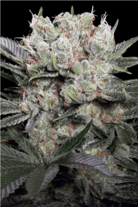 Paradise Seeds Californian Gold Feminisierte Hanfsamen