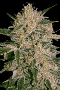 CBD Nebula I:I Feminisiert