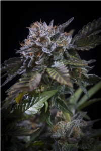 Paradise Seeds White Noise Feminisierte Hanfsamen