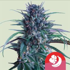 Royal Queen Seeds Banana Brawler Feminisierte Cannabissamen Blüte