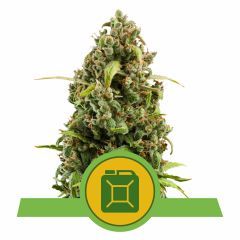 Royal Queen Seeds Diesel Automatic Hanfsamen