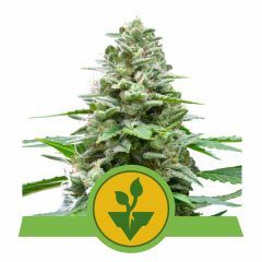 Easy Bud Automatic