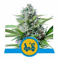 Fast Eddy CBD Automatic