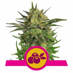 Haze Berry Feminisiert