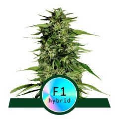 Royal Queen Seeds Hyperion F1 Automatic Hanfsamen