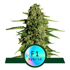 Medusa F1 Automatic