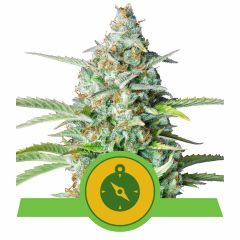 Royal Queen Seeds Northern Light Automatic Hanfsamen