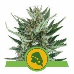 Royal Queen Seeds Royal Cheese Automatic Hanfsamen
