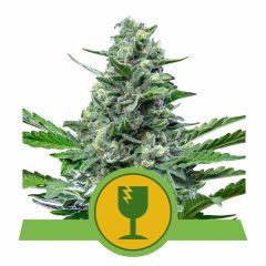 Royal Queen Seeds Royal Critical Automatic Hanfsamen