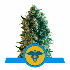 Royal Medic CBD Feminisiert