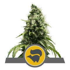 Royal Queen Seeds Skunk XL reguläre Hanfsamen