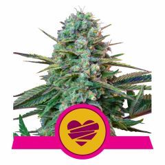 Royal Queen Seeds Wedding Crasher feminisierte Hanfsamen