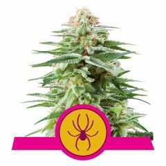 White Widow Feminisiert