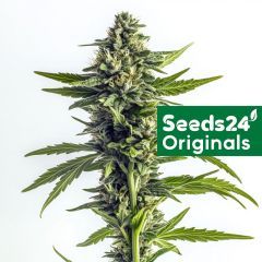 Amnesia Haze F1 Auto