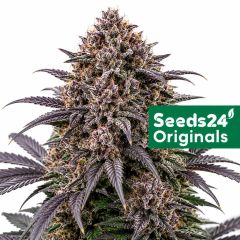 Blackberry Auto