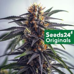 Critical x AK-47 Auto