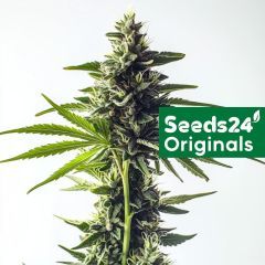Seeds24 Green Poison F1 Auuto Cannabis Blüte
