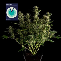 Seedsman Seeds CBDV 1:1 Automatic Hanfsamen