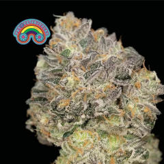 Peyote Zkittlez Feminisiert