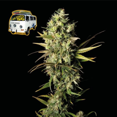 Seedsman Seeds The White OG Feminisierte Hanfsamen