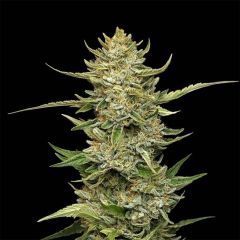 Sour Diesel Auto