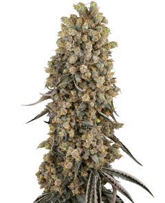 Atomic Blue Dream Feminisiert