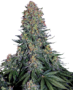 Blue Skunk Feminisiert