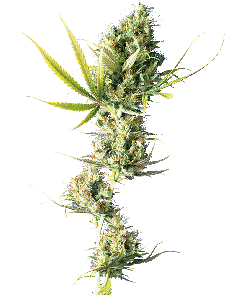 Sensi Seeds Durban reguläre Hanfsamen Blüte