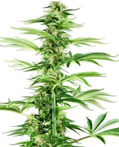 sensi seeds Honey Melon Haze Feminisierte Hanfsamen Cannabisblüte