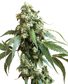 Sensi Seeds Jack Flash #5 reguläre Hanfsamen Blüte