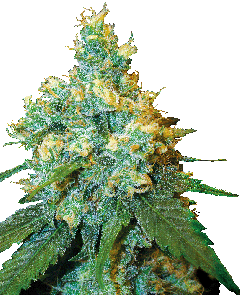 Sensi Seeds Big Bud reguläre Hanfsamen Blüte