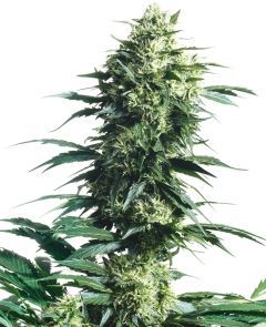 sensi seeds Mother's Finest hanfpflanze